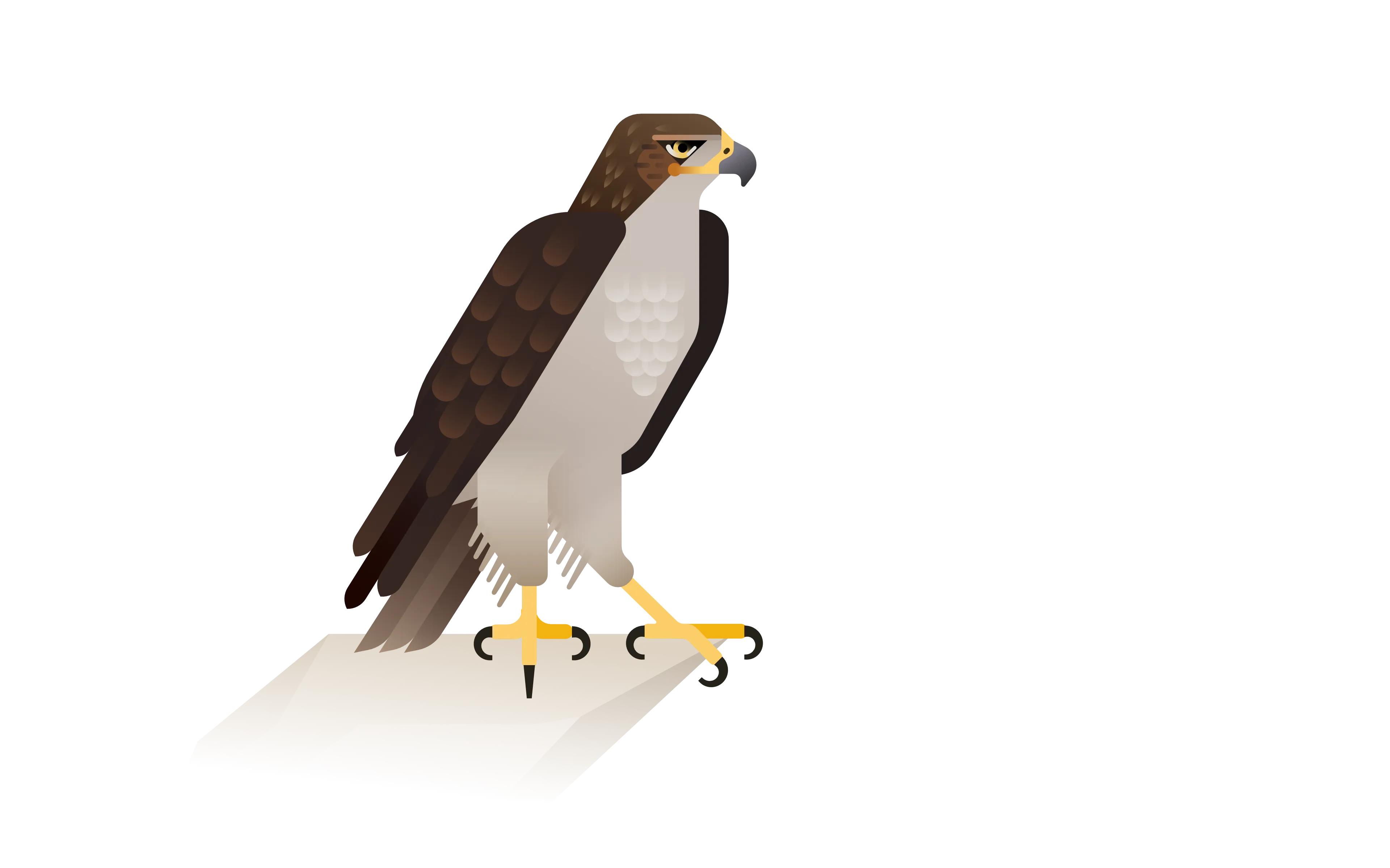 bonelli eagle illustration
