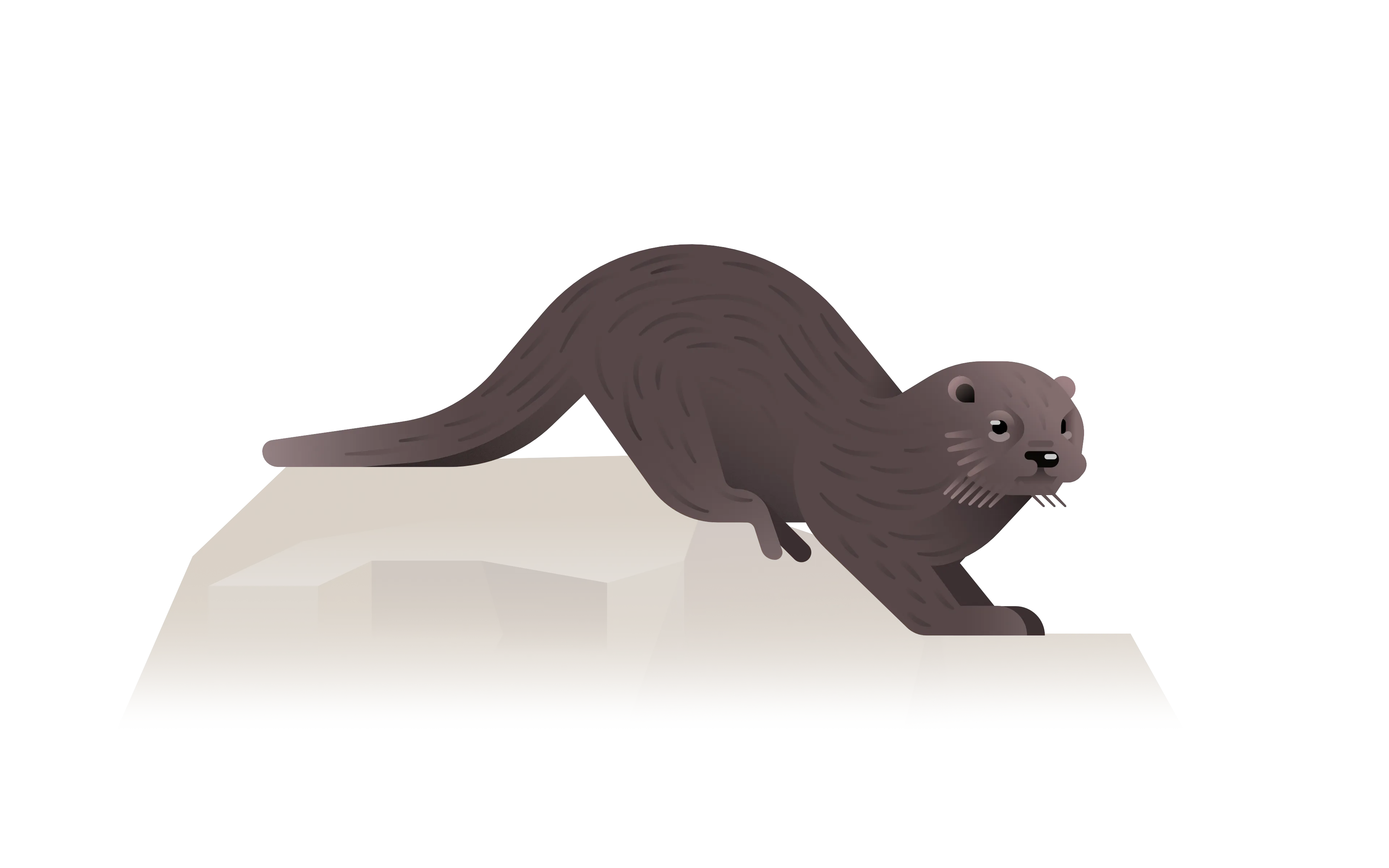otter illustration