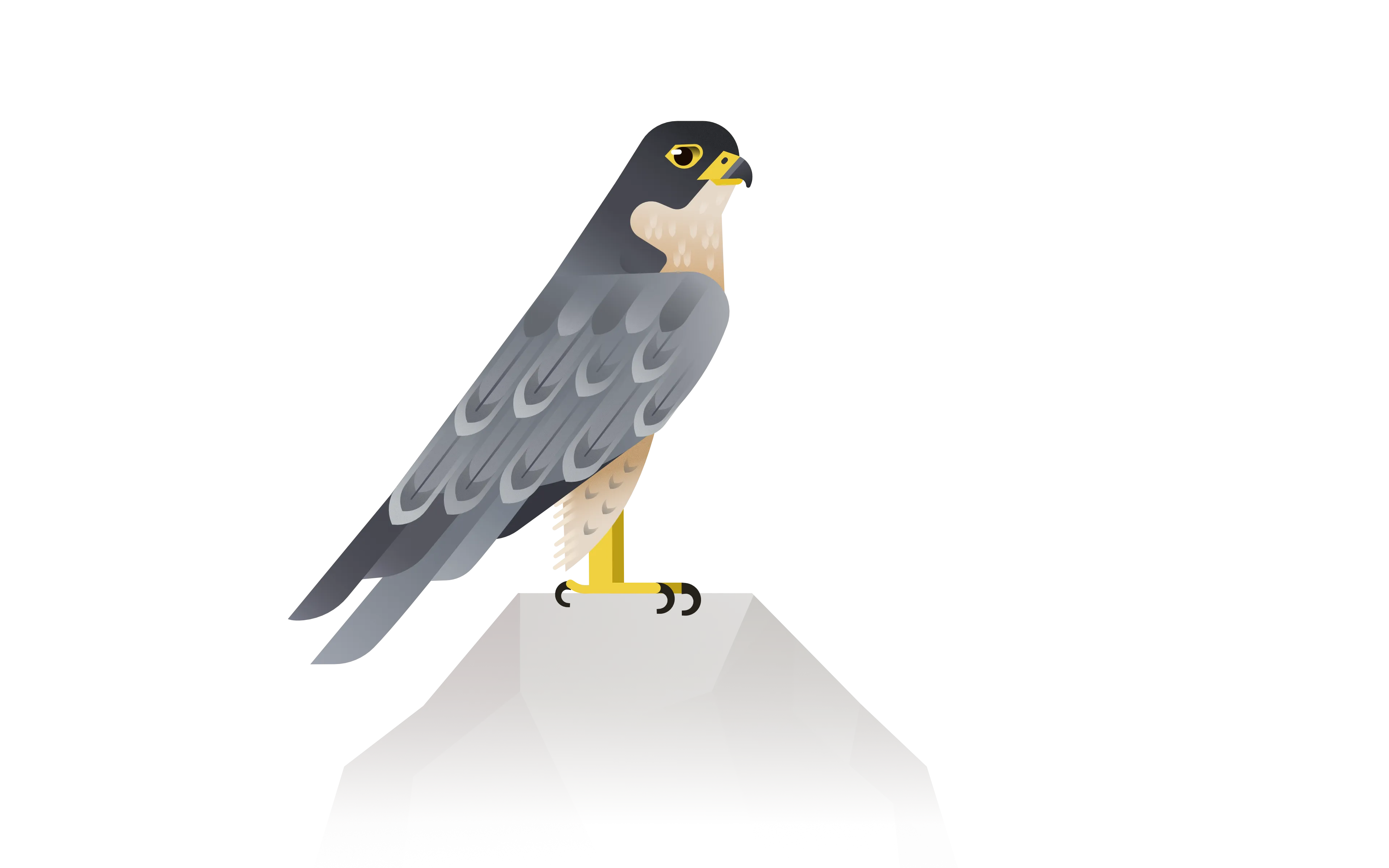 peregrine falcon illustration