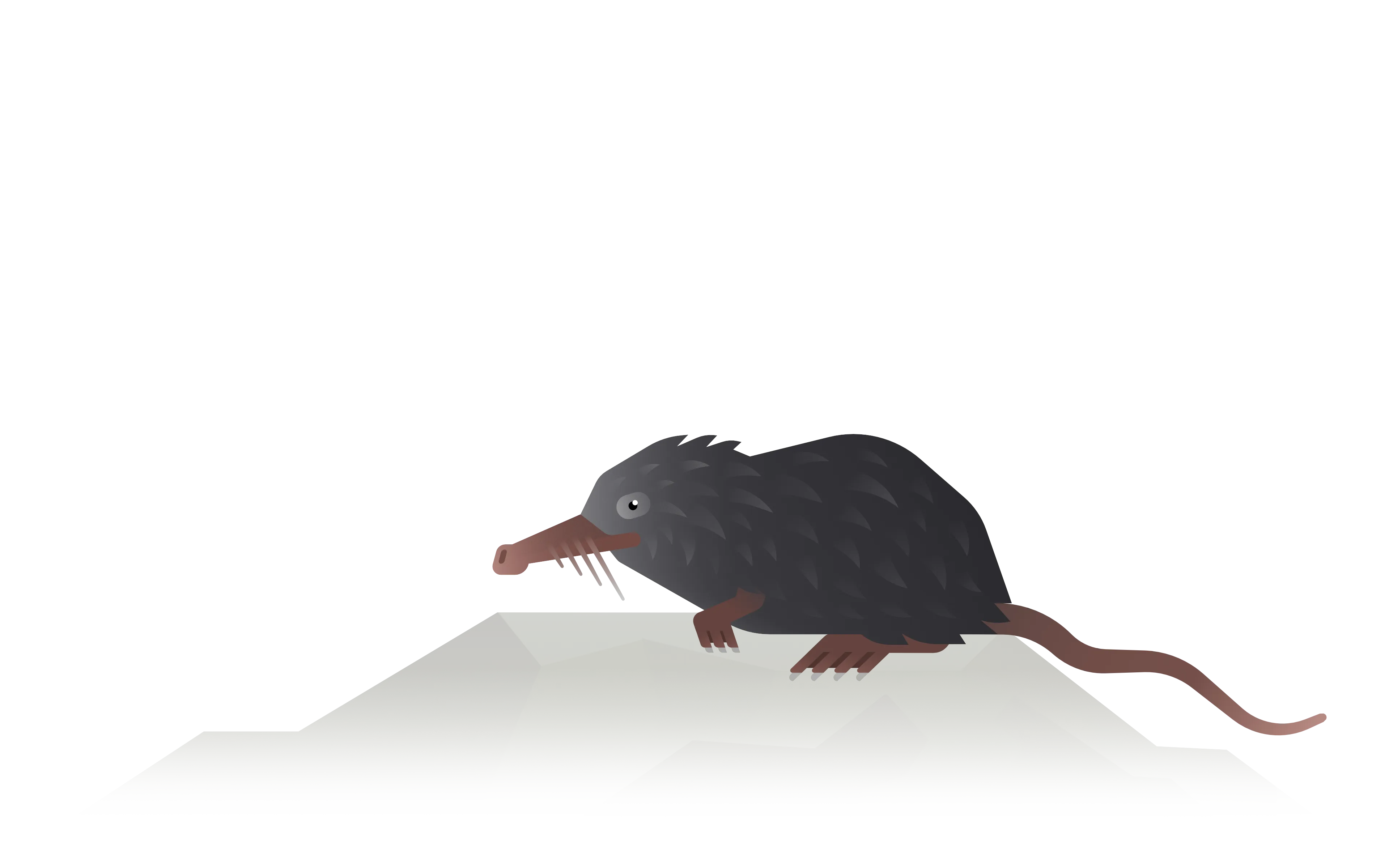 pyrenean desman illustration