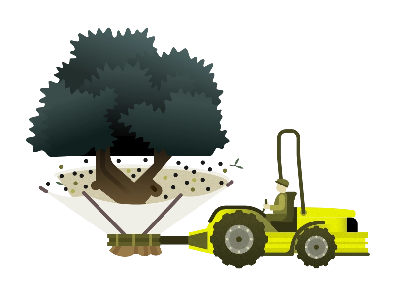 Illustration of olive development stage 2