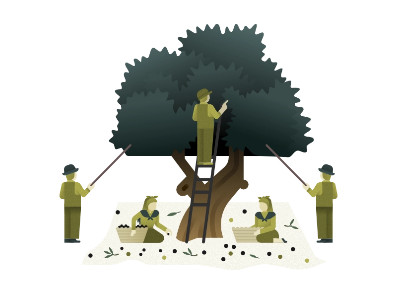 Illustration of olive development stage 1